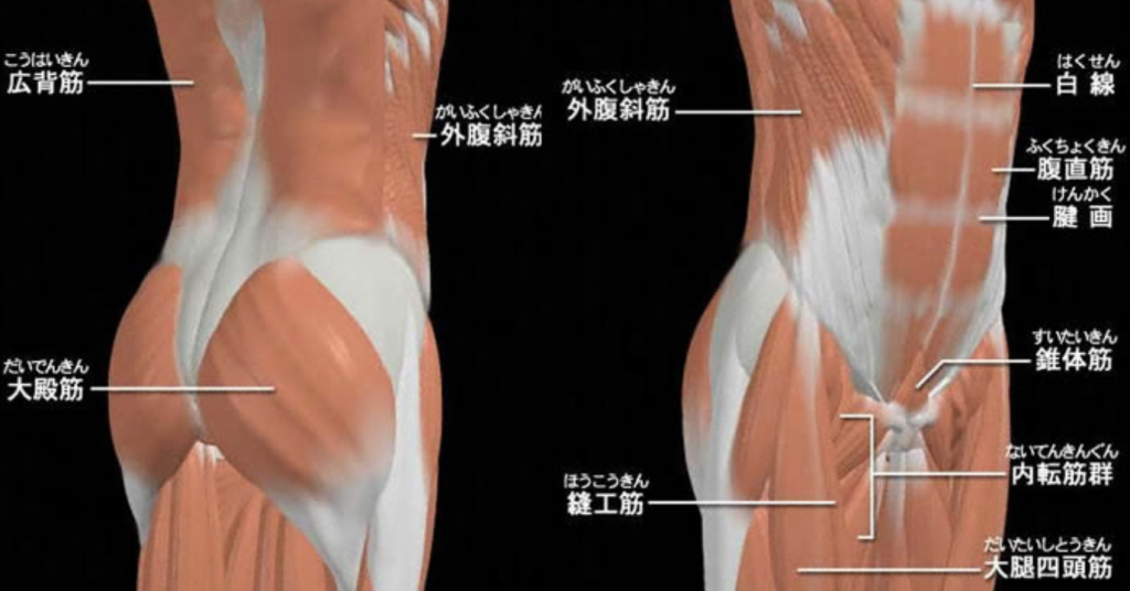 (出典:筋トレTIPS)