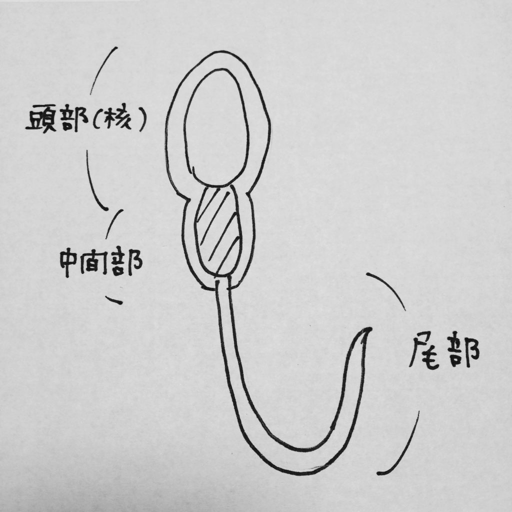 精子、核