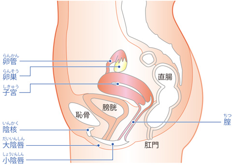 女の生殖器のしくみ 体の構造を知り妊娠力アップにつなげよう ぽころぐ