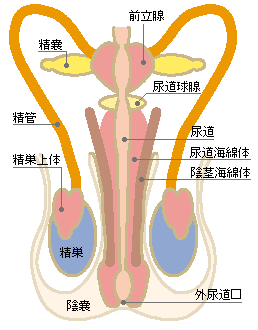 (出典:高山泌尿器科ホームページ)