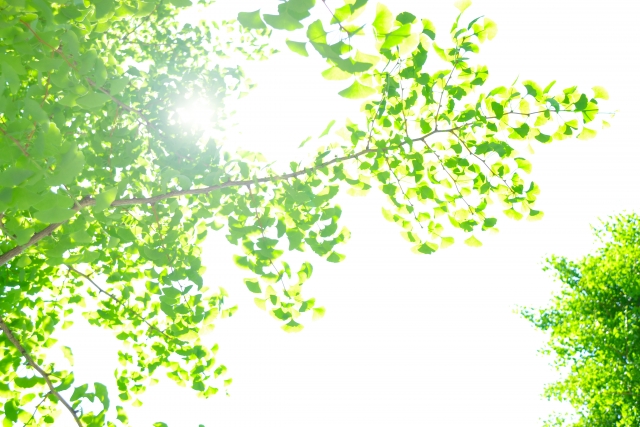 木漏れ日、木、太陽