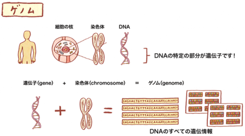 ゲノム、遺伝子、DNA