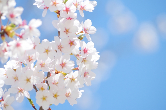 春、桜、青空、花