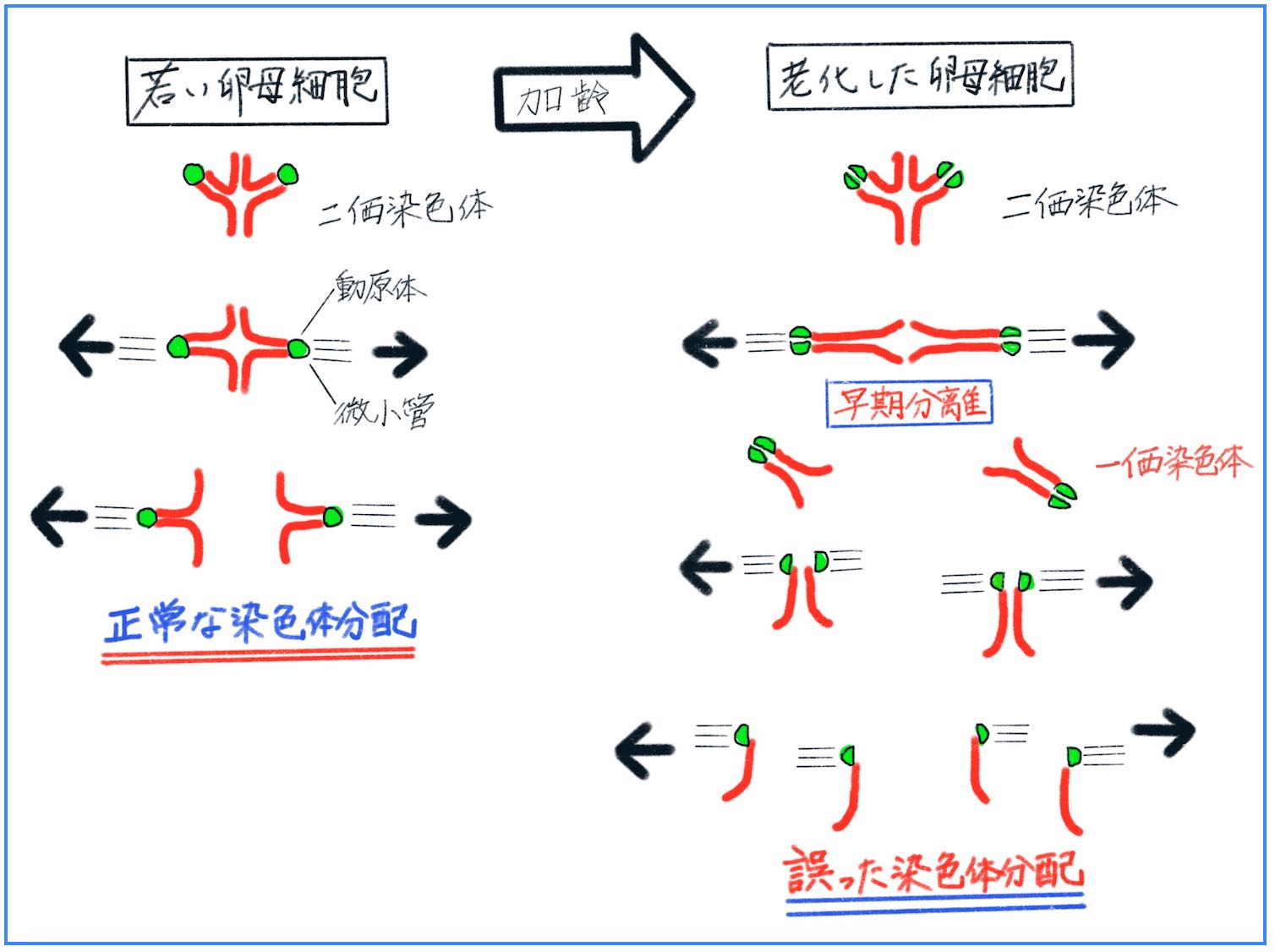 染色体の分配